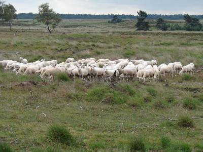Landschap in natuurgebied Aamsveen