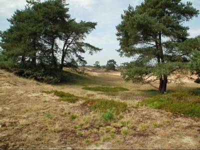 Landschap in natuurgebied Alde Feanen