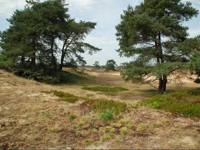 Landschap in natuurgebied Bargerveen