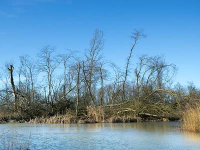 Landschap in natuurgebied Biesbosch