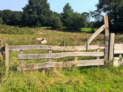Landschap in natuurgebied Boetelerveld