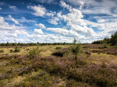 Landschap in natuurgebied Boschhuizerbergen