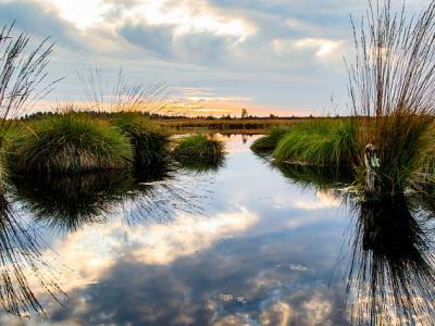 Landschap in natuurgebied Botshol