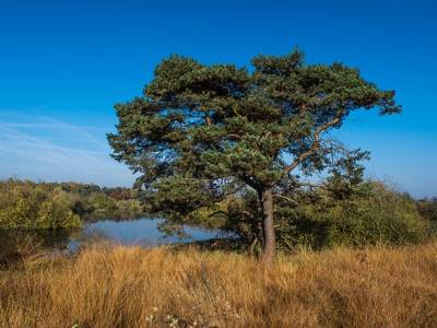 Landschap in natuurgebied Bunder- en Elsloërbos