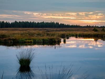 Landschap in natuurgebied Buurserzand & Haaksbergerveen