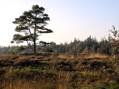 Landschap in natuurgebied De Bruuk