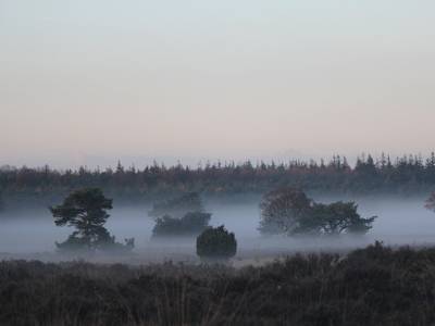 Landschap in natuurgebied De Hoge Veluwe
