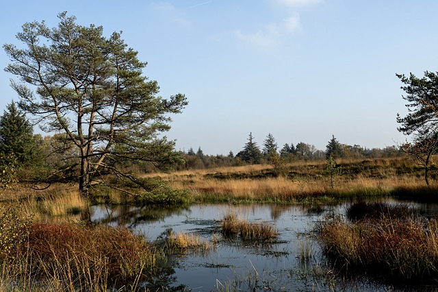 Landschap in natuurgebied De Wilck