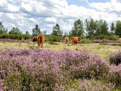 Landschap in natuurgebied Deurnsche Peel & Mariapeel