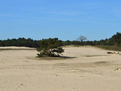 Landschap in natuurgebied Drents-Friese Wold & Leggelderveld