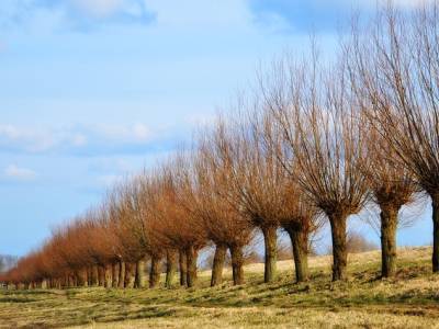 Landschap in natuurgebied Eilandspolder