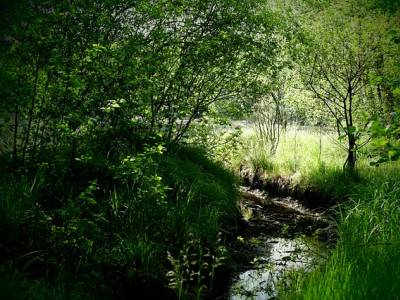 Landschap in natuurgebied Engbertsdijksvenen