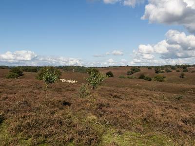 Landschap in natuurgebied Holtingerveld