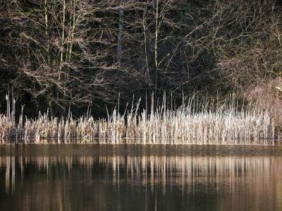 Landschap in natuurgebied Kampina & Oisterwijkse Vennen