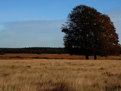 Landschap in natuurgebied Landgoederen Brummen