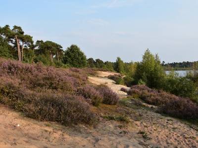 Landschap in natuurgebied Maasduinen