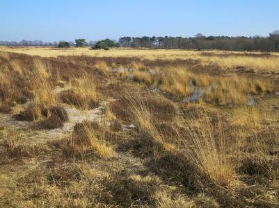 Landschap in natuurgebied Meijendel & Berkheide