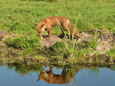 Landschap in natuurgebied Naardermeer