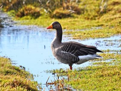 Landschap in natuurgebied Nationaal beek- en esdorpenlandschap Drentsche Aa