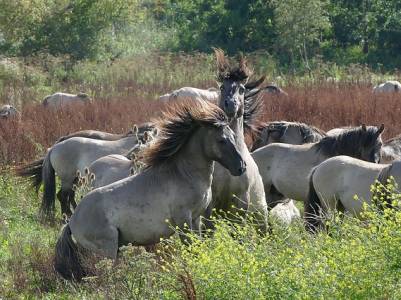 Landschap in natuurgebied Oostvaardersplassen