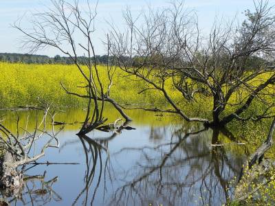 Landschap in natuurgebied Oudegaasterbrekken, Fluessen en omgeving