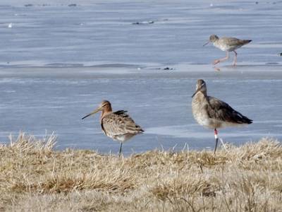 Landschap in natuurgebied Oudeland van Strijen