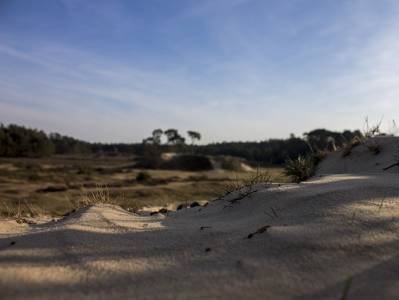 Landschap in natuurgebied Regte Heide & Riels Laag