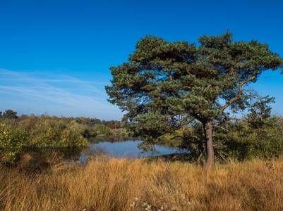 Landschap in natuurgebied Rottige Meenthe & Brandemeer