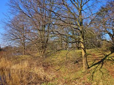 Landschap in natuurgebied Savelsbos