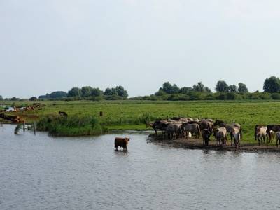 Landschap in natuurgebied Springendal & Dal van de Mosbeek