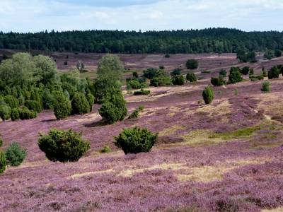 Landschap in natuurgebied Strabrechtse Heide & Beuven