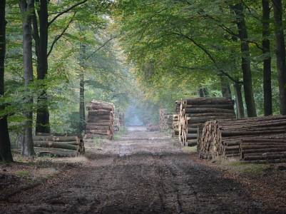 Landschap in natuurgebied Veluwe
