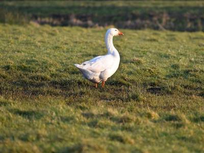 Landschap in natuurgebied Vlijmens Ven, Moerputten & Bossche Broek