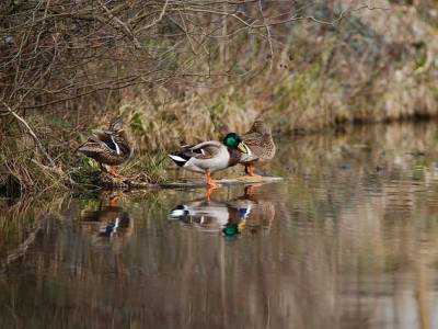 Landschap in natuurgebied Vogelkreek