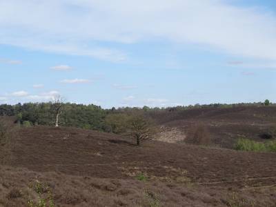 Landschap in natuurgebied Willinks Weust