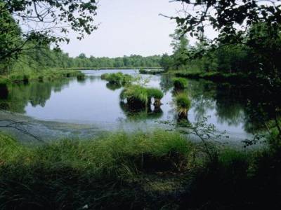 Landschap in natuurgebied Witte Veen