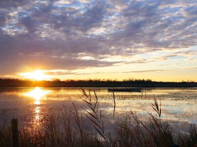 Landschap in natuurgebied Witterveld