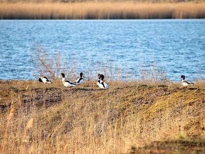 Landschap in natuurgebied Zoommeer