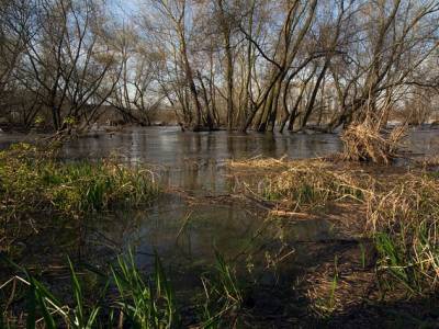 Landschap in natuurgebied Zouweboezem