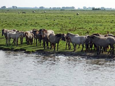 Landschap in natuurgebied Zuidlaardermeergebied