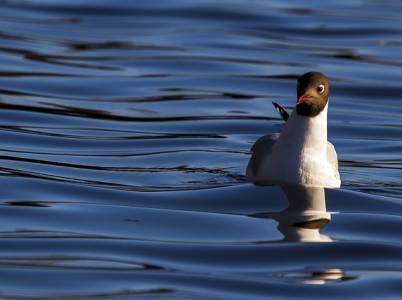 Landschap in natuurgebied Zwarte Meer