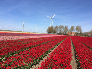 Landschap in Flevoland