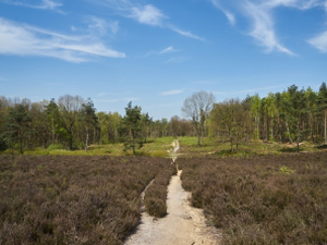 Landschap in Utrecht
