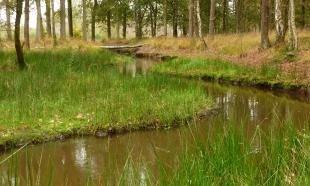 Wandelroute Lammervennen in Oisterwijk