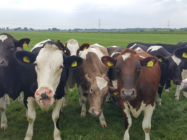 Met een flinke boog om Hardenberg