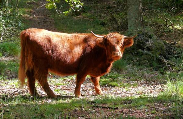 Wandelroute Cultuurhistorisch Banisveld bij Boxtel