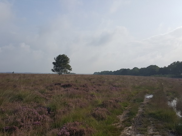 Wandelroute Brunssummerheide, bij Heerlen (lichtgroen)