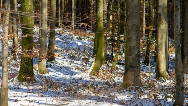 Wendelbosroute, bij Kraggenburg