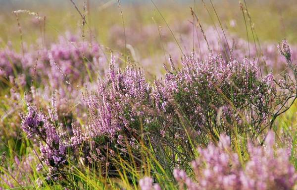 Wandelen door natuurgebied Takkenhoogte-Meeuwenveen