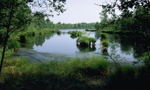 Wandelroute het Witte Veen